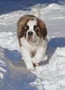 Four month old Saint Bernard puppy