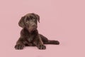 Four months old brown labrador retriever puppy lying down seen from the front looking at the camera Royalty Free Stock Photo