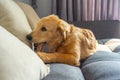Four-months old golden retriever dog biting rawhide bone on sofa Royalty Free Stock Photo