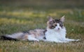 A four months old norwegian forest cat kitten resting in a garden Royalty Free Stock Photo