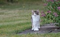 A four months old norwegian forest cat kitten standing beside a blooming plant Royalty Free Stock Photo