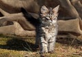 A four months old norwegian forest cat kitten standing outdoors Royalty Free Stock Photo