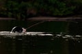 Four months puppy of Old English Bulldog swim and play Royalty Free Stock Photo