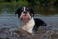 Four months puppy of Old English Bulldog swim and play Royalty Free Stock Photo