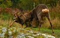 Four months young wild Roe deer Capreolus capreolus, learn rules