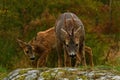 Four months young wild Roe deer Capreolus capreolus, learn rules