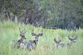 Four Mule Deer Bucks Standing Alert in a Field of Weeds