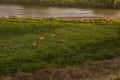 Four Mule Deer Bucks In Velvet Running In Green Field