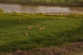 Four Mule Deer Bucks In Velvet Running In Green Field