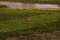 Four Mule Deer Bucks In Velvet Running In Green Field