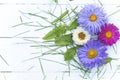 Four multi-colored chrysanthemums and green grass