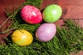 Four multicolored bright easter eggs and thuja branch Royalty Free Stock Photo