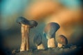 Four Mushroom Brothers Abstract Nature Background