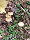 Four Mushrooms