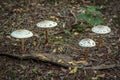 Four mushrooms in the leaf litter