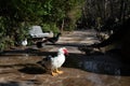 Four musk ducks on a walkway in the park Royalty Free Stock Photo