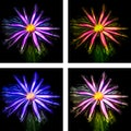 Four Neon Flower Collage