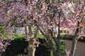 Four bird houses in the trunk of the tree with pink blossom. Royalty Free Stock Photo