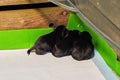 Four newborn jack russell terrier puppies in a whelping box with a warming lamp