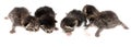 Four newborn kittens isolated on a white background