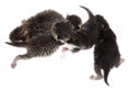 Four newborn kittens isolated on a white background