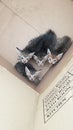 Four newborn stray grey black kittens in a cardboard box Royalty Free Stock Photo