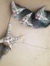 Four newborn stray grey black kittens in a cardboard box Royalty Free Stock Photo
