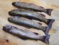 Four nice brook trout Royalty Free Stock Photo