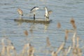 Night herons on the river Royalty Free Stock Photo