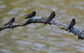 Four Northern Rough-winged Swallows on a Branch