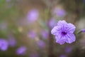 The Four-O`Clock family is mostly native to the tropics, with only a handful of plants in the northern latitudes. Royalty Free Stock Photo