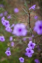 The Four-O`Clock family is mostly native to the tropics, with only a handful of plants in the northern latitudes. Royalty Free Stock Photo