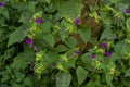 Four O`clock plant/ marvel-of-peru/mirabilis jalapa texture pattern background Royalty Free Stock Photo