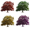 Four oak trees isolated