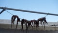 Four Octopi Drying in Open Air Royalty Free Stock Photo