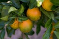 Four orange on branch surrounded by green leaves