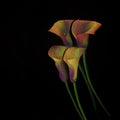Four orange calla lily flower