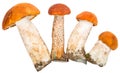 Four orange-cup boletus