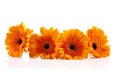 Four orange Gerber flowers Royalty Free Stock Photo