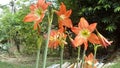 Four beautiful orange lilies or amarillis flower blooming on the garden at backyard