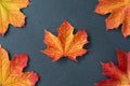 Four orange and yellow maple leaves on corners of a gray slate tile, as a fall nature background Royalty Free Stock Photo