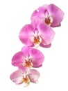 Four orchid flowers isolated on the white background Royalty Free Stock Photo