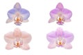 Four orchid flowers on a white background Royalty Free Stock Photo