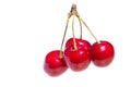 Four organic sweet cherries isolated on a white background