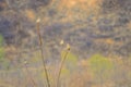 Oriental Greenfinch