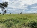 Four ostriches in the distance, Serengeti Royalty Free Stock Photo