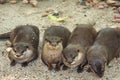 Four Otters