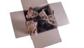 four outbred puppies in a cardboard box on a white background