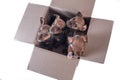 Four outbred puppies in a cardboard box on a white background