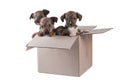 Four outbred puppies in a cardboard box on a white background